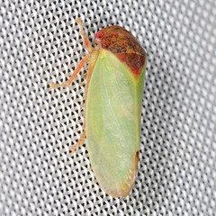 Iassus lanio