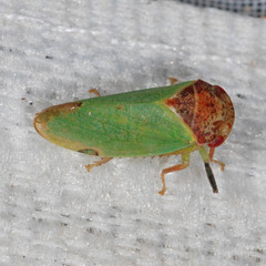 Iassus lanio