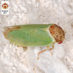 Iassus lanio