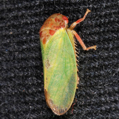 Iassus lanio