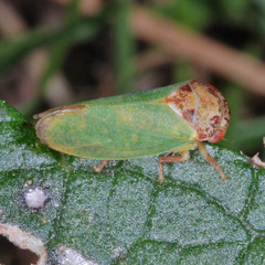 Iassus lanio
