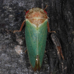 Iassus lanio