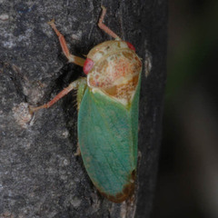 Iassus lanio