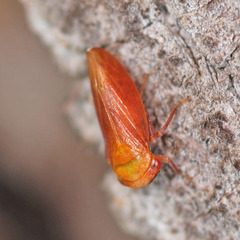 Macropsini