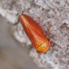 Macropsini