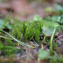 Archidium alternifolium