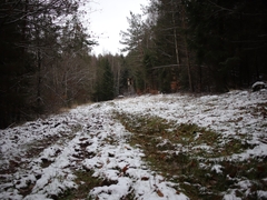 Archidium alternifolium