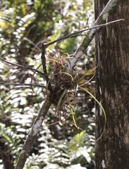 Tillandsia balbisiana
