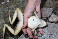 Odorrana tiannanensis