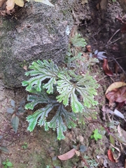 Selaginellaceae