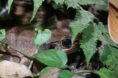 Odorrana tiannanensis