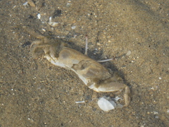 Macrophthalmus