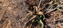 Aloe megalacantha