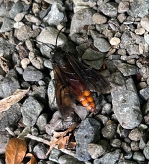 Elaphroptera