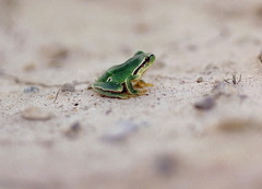 Hyla molleri