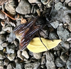 Elaphroptera