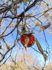 Tabernaemontana glabra