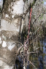 Tillandsia balbisiana