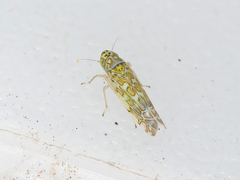 Eupteryx