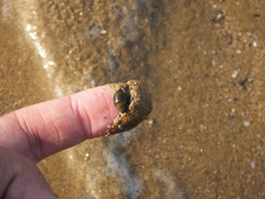 Punctacteon