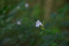Strobilanthes tetrasperma