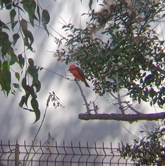 Pyrocephalus rubinus