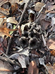 Craterellus calicornucopioides