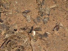 Paltothyreus tarsatus