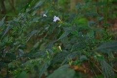 Strobilanthes tetrasperma