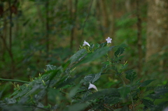 Strobilanthes tetrasperma