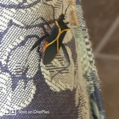 Leptoscelis conspicuus