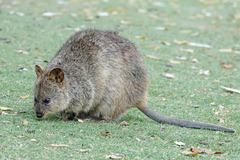 Setonix brachyurus