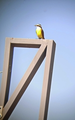 Pitangus sulphuratus