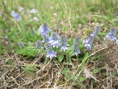 Veronica prostrata