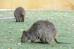 Setonix brachyurus
