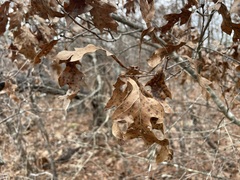 Quercus georgiana