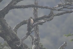 Buteo albigula