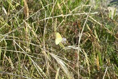 Colias electo