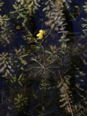Utricularia inflata