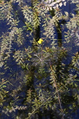 Utricularia inflata