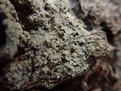 Chaenotheca ferruginea