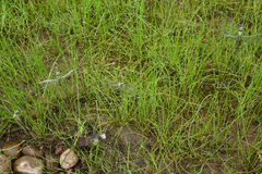 Ophiogomphus obscurus