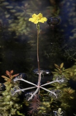 Utricularia inflata