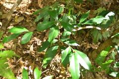 Ardisia cornudentata morrisonensis
