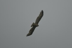 Buteo albigula
