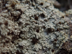 Chaenotheca ferruginea