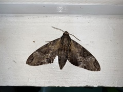 Psilogramma discistriga