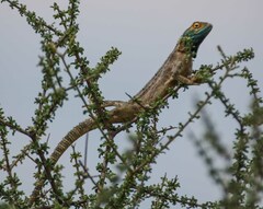 Agama aculeata aculeata