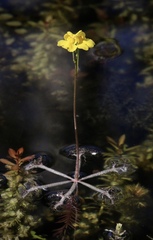 Utricularia inflata