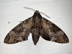 Psilogramma discistriga